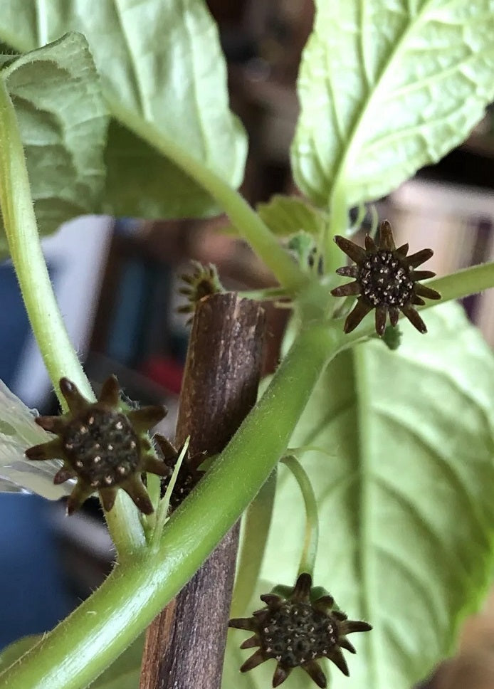 Dorstenia Brownii 5 Pieces Seeds