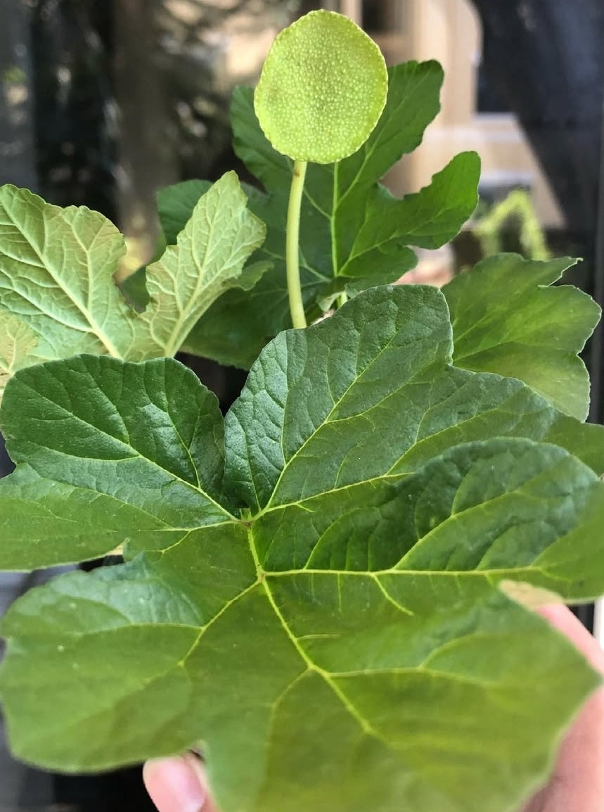 Dorstenia Drakena 5 Pieces Seeds