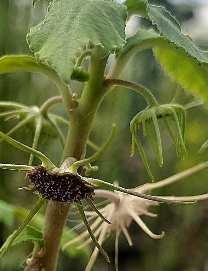 Dorstenia Radiata 6 Pieces Seeds
