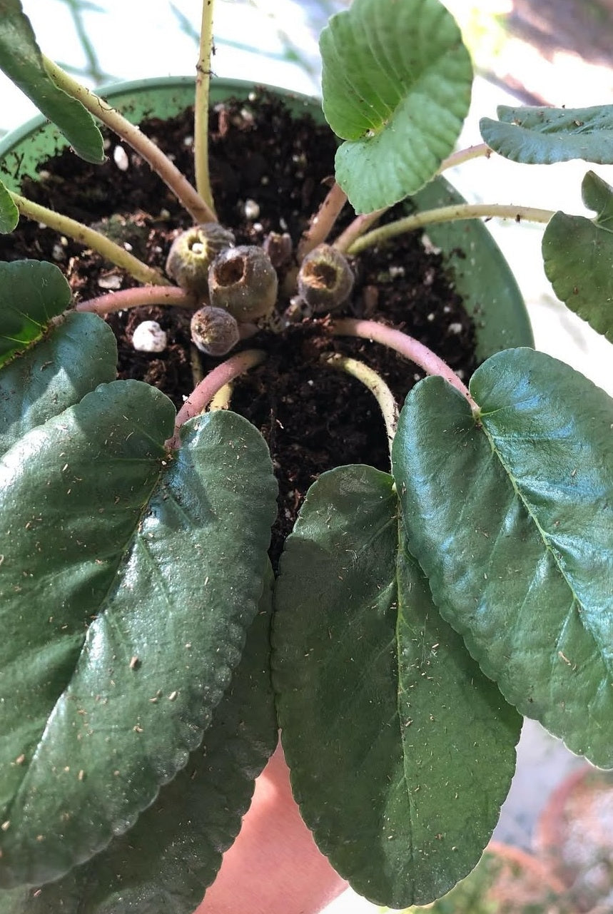 Dorstenia brasiliensis 7 Pieces Seeds