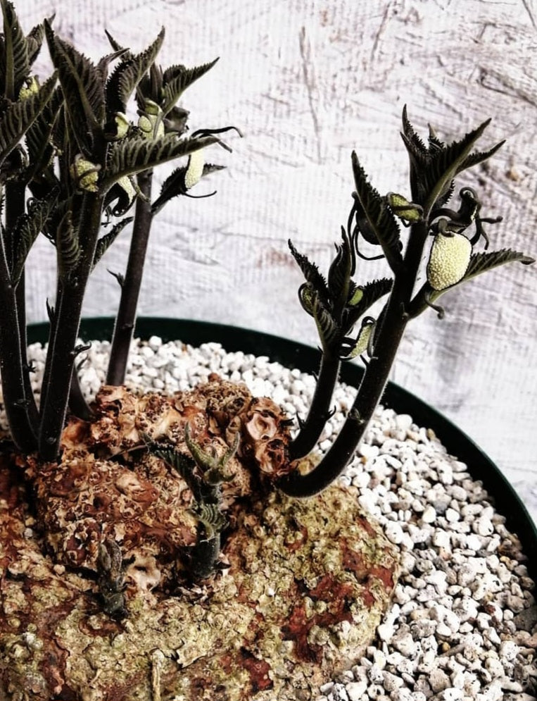 Dorstenia buchananii 6 Pieces Seeds