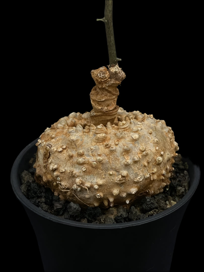 Dorstenia cuspidata 5 Pieces Seeds