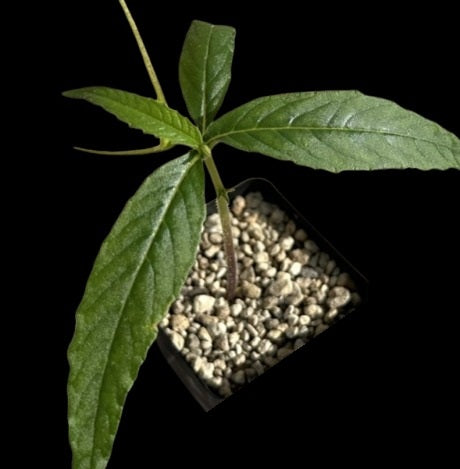 Dorstenia Psilurus 7 Pieces Seeds