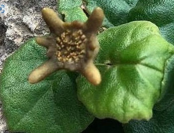 Dorstenia Socotrana 4 Pieces Seeds