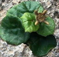 Dorstenia Socotrana 4 Pieces Seeds