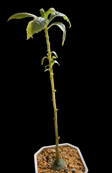 Dorstenia Zanzibarica 5 Pieces Seeds