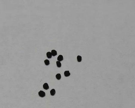 Euphorbia rudis 10 Pieces Seeds