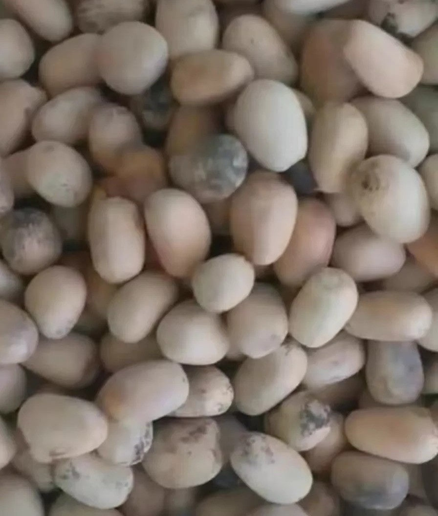 Encephalartos blue munchii 2 Pieces Seeds