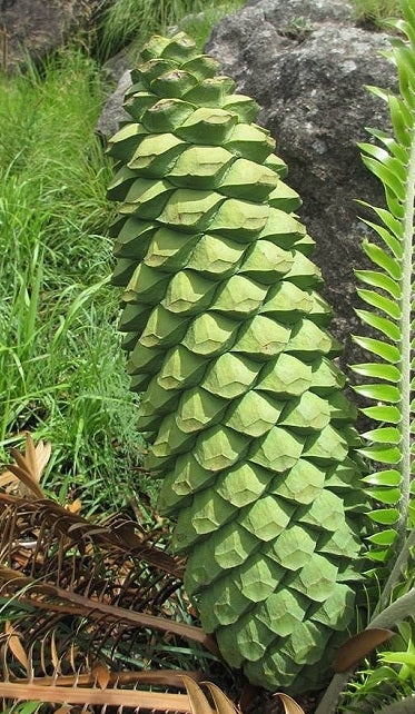 Encephalartos Manikensis 3 Pieces Seeds