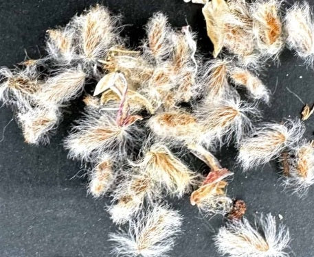 Eriospermum Flabellatum 3 Pieces Seeds