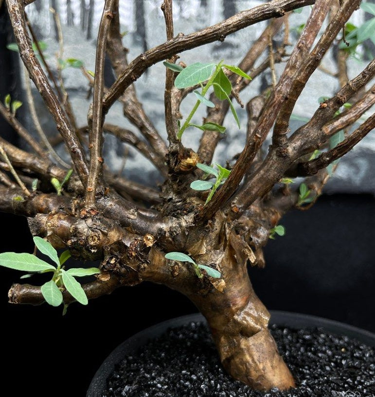 Euphorbia Polyantha 5 Pieces Seeds