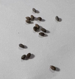 Euphorbia bongolavensis 5 Pieces Seeds