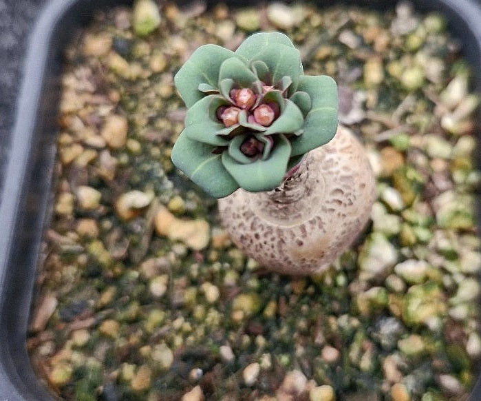 exotic succulent seeds Euphorbia Rapulum 3 Pieces Seeds – exotic-gardenkingdom.com