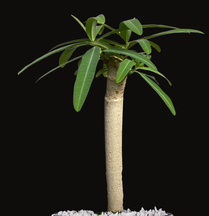 Euphorbia Antso 3 Pieces Seeds