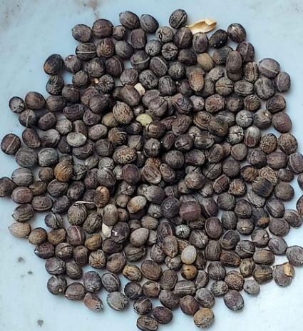 Euphorbia memoralis 10 Pieces Seeds
