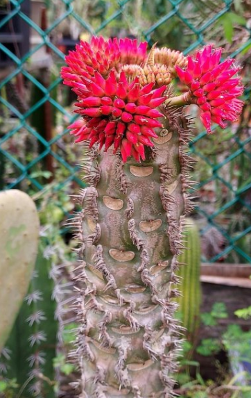 Euphorbia bergeri 10 Pieces Seeds