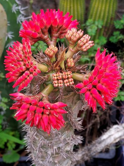 Euphorbia bergeri 10 Pieces Seeds