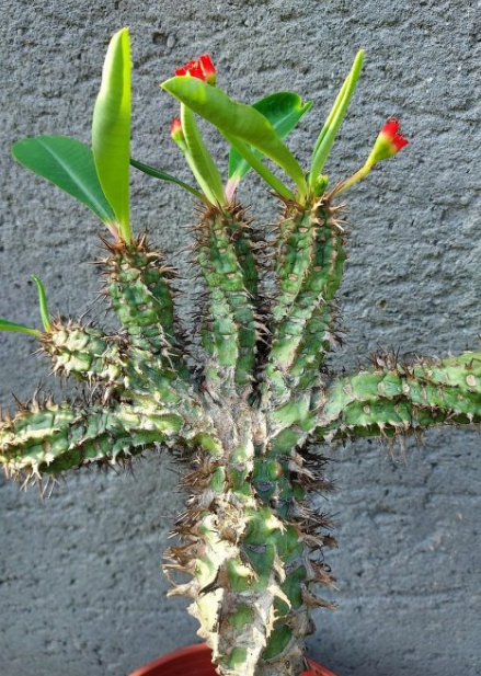 Euphorbia bergeri 10 Pieces Seeds