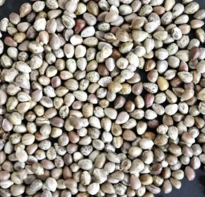 Euphorbia decepta 8 Pieces Seeds
