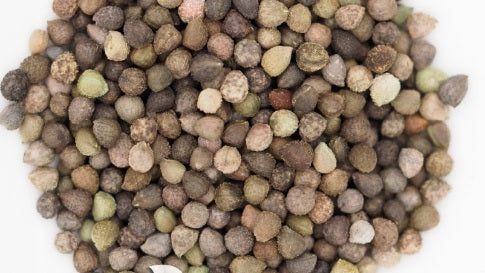 Euphorbia aff polyantha 5 Pieces Seeds