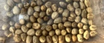 Euphorbia guillauminiana 7 Pieces Seeds