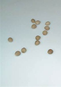 Euphorbia Gavisan 5 Pieces Seeds