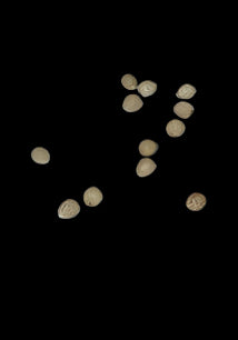 Euphorbia Brunellii 4 Pieces Seeds