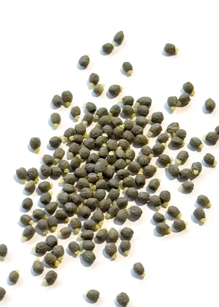 Euphorbia genoudiana 10 Pieces Seeds