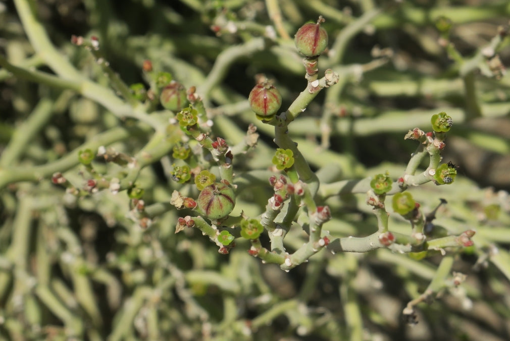 Euphorbia larica 10 Pieces Seeds