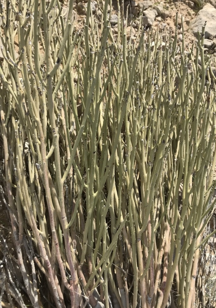 Euphorbia larica 10 Pieces Seeds