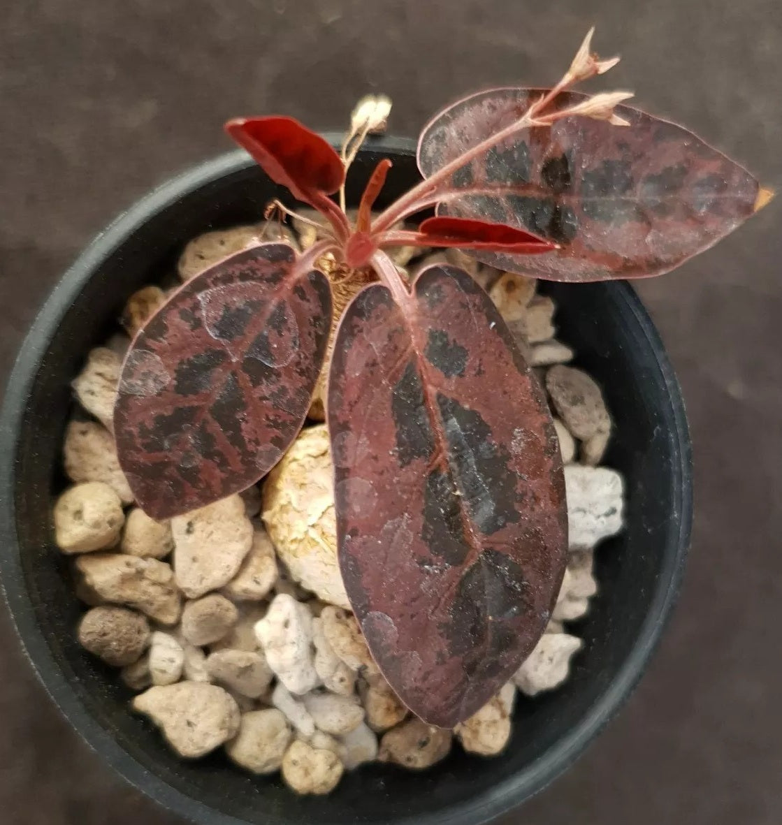 Euphorbia nadiae 4 Pieces Seeds