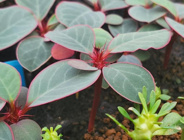 Euphorbia neohumbertii 'Blue Form' 5 Pieces Seeds