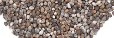 Euphorbia pubiglans 6 Pieces Seeds