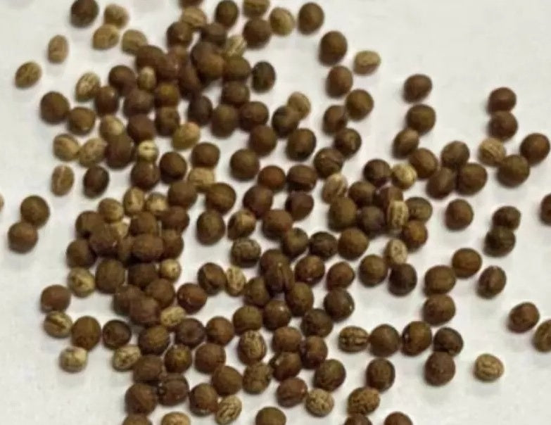 Euphorbia schizacantha 5 Pieces Seeds