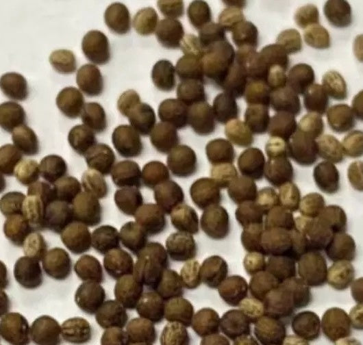 Euphorbia Trichadenia 3 Pieces Seeds