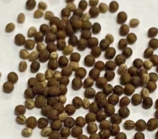 Euphorbia cuneata 8 Pieces Seeds
