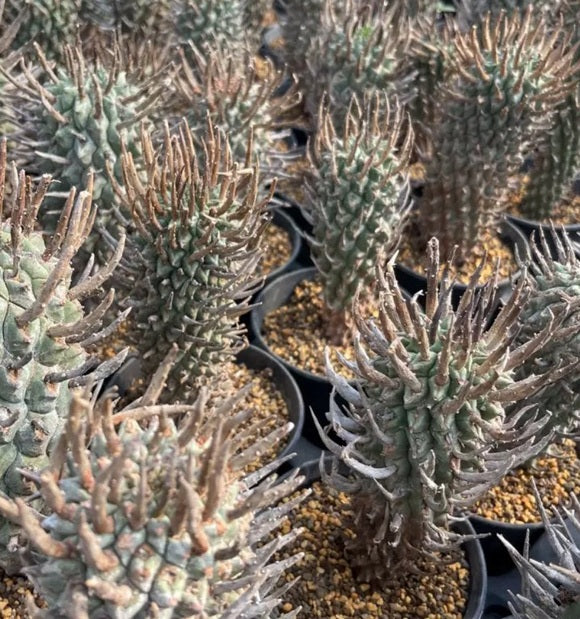 Euphorbia schoenlandii 10 Pieces Seeds