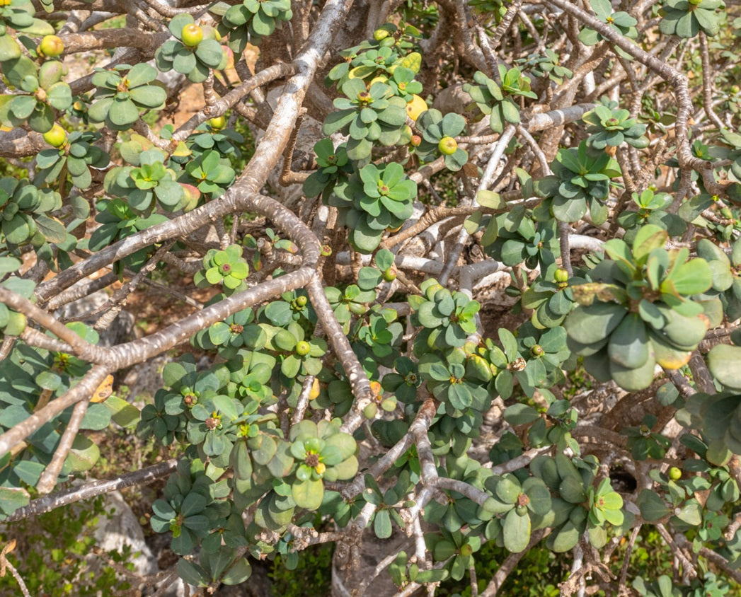 Euphorbia socotrana 10 Pieces Seeds