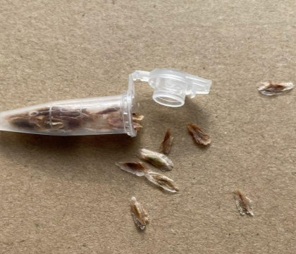 Fouquieria leonilae 10 Pieces Seeds