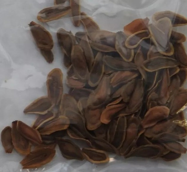 Hoodia gordonii 10 Pieces Seeds