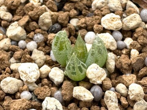 Bulbine lolita 5 Pieces Seeds