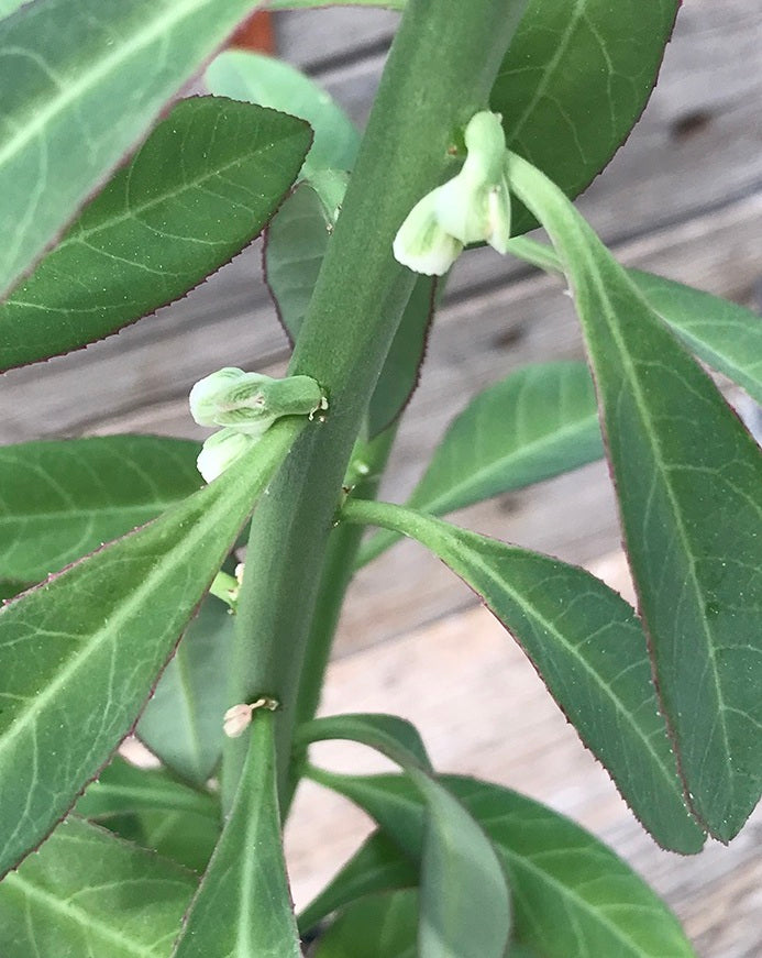 Monadenium Crispum 7 Pieces Seeds