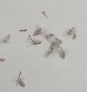 Othonna euphorbioides 3 Pieces Seeds