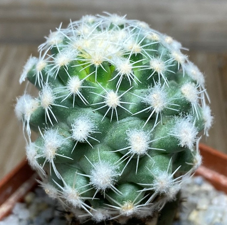 Pediocactus winkleri 10 Pieces Seeds