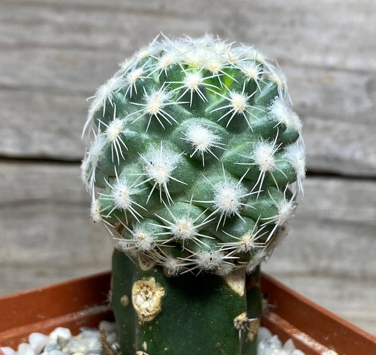 Pediocactus winkleri 10 Pieces Seeds