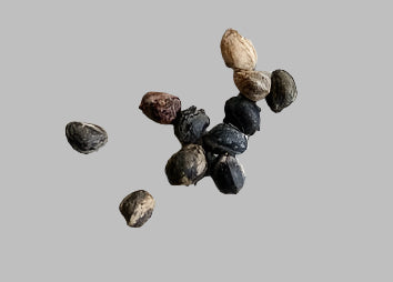 Commiphora virgata 4 Pieces Seeds