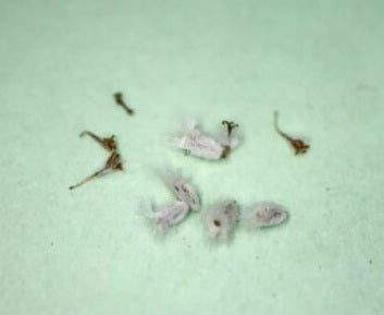 Othonna cacalioides “pygmaea” 3 Pieces Seeds