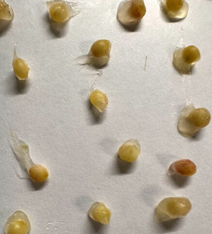 Gethyllis cavidens 4 Pieces Seeds