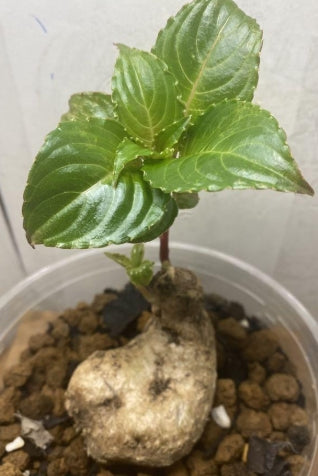 Impatiens Phengklaii 5 Pieces Seeds