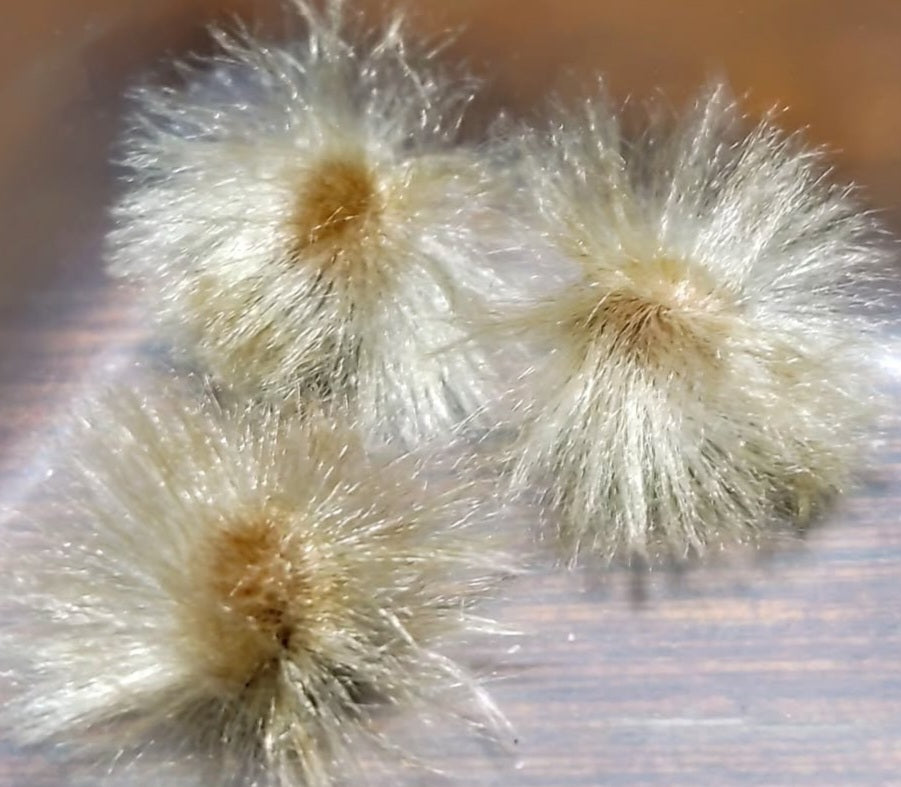 Ipomeoa Bolusiana 3 Pieces Seeds